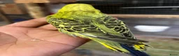 Budgerigars birds for sale: Beautiful adorable baby budgies  - Advert 4