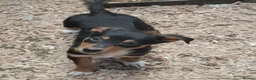 Australian Kelpie dogs for sale: Farm bred 5 boys 3 girls kelpie puppies - Advert 14