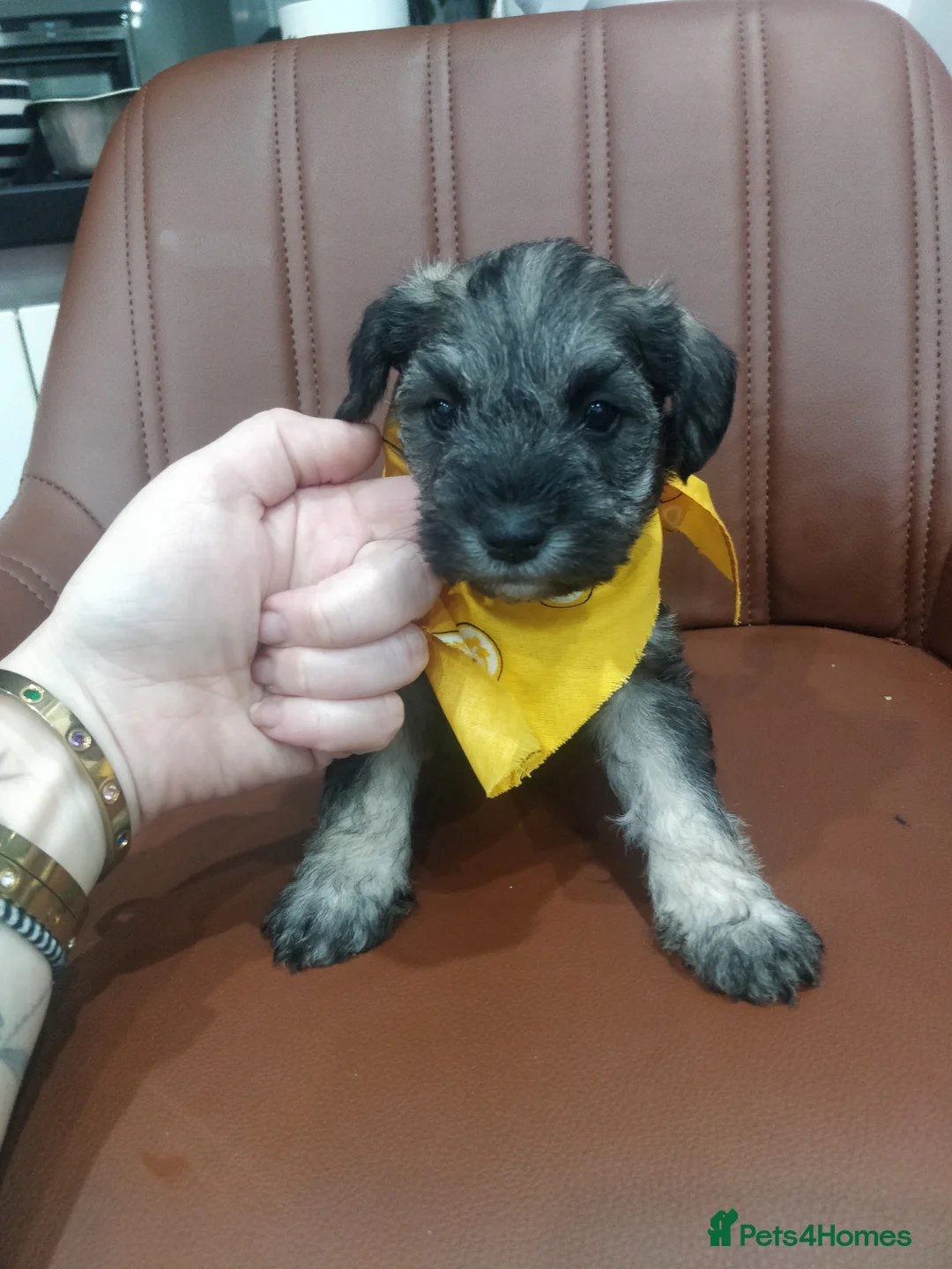 Miniature Schnauzer dogs for sale: Miniature Schnauzer puppy  - Advert 9