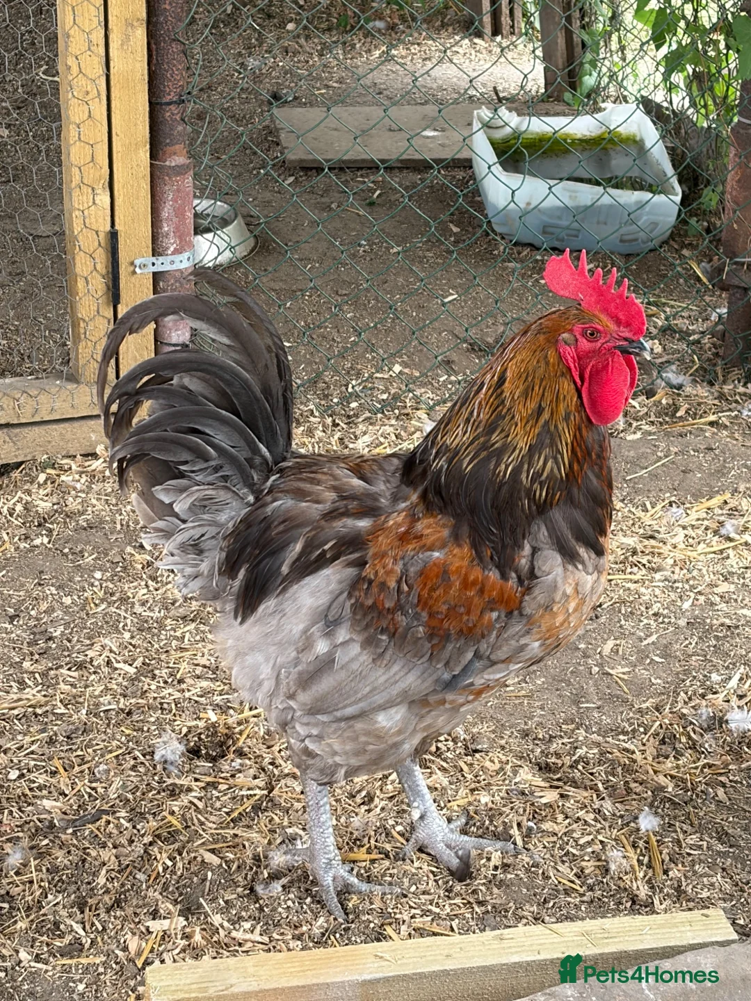 Chickens poultry for sale: Jersey Giant Cross Cockerel  in Melton Mowbray - Advert 2