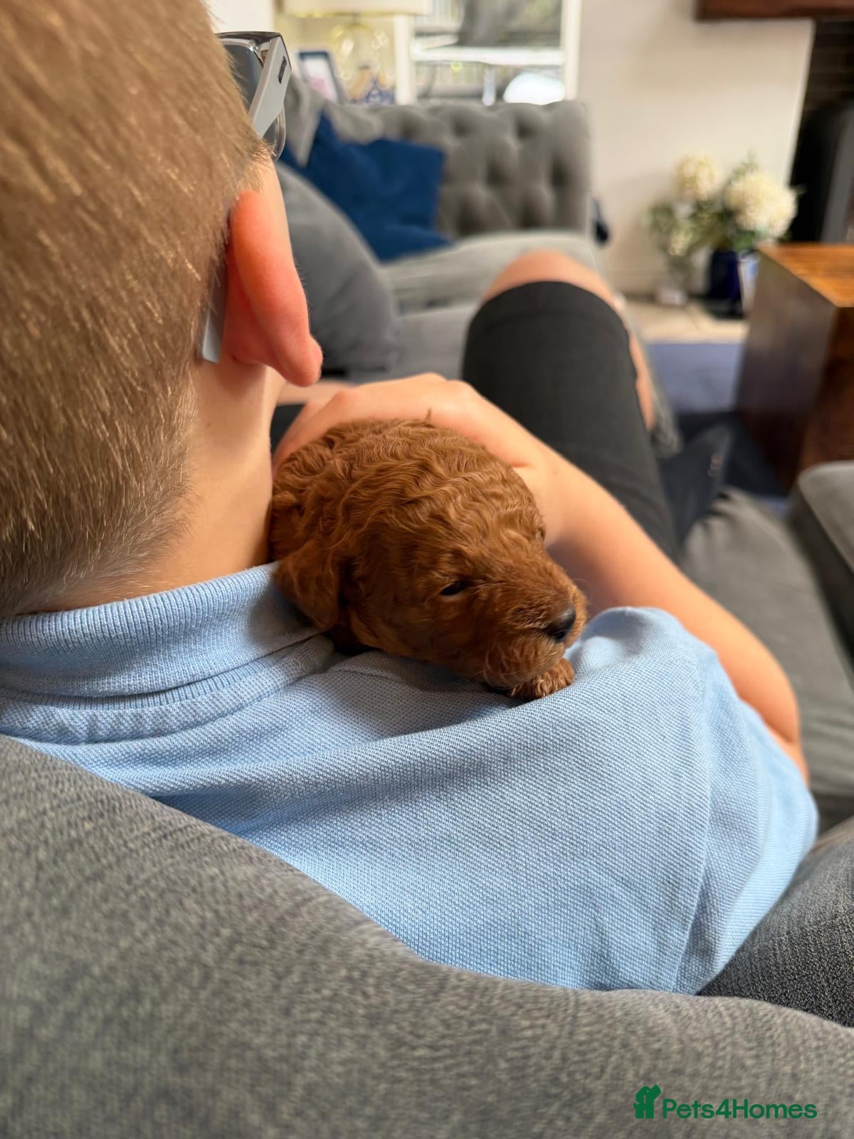 Cavapoo dogs for sale: Beautiful FOX RED F1B PUPPIES in Ormskirk - Advert 1