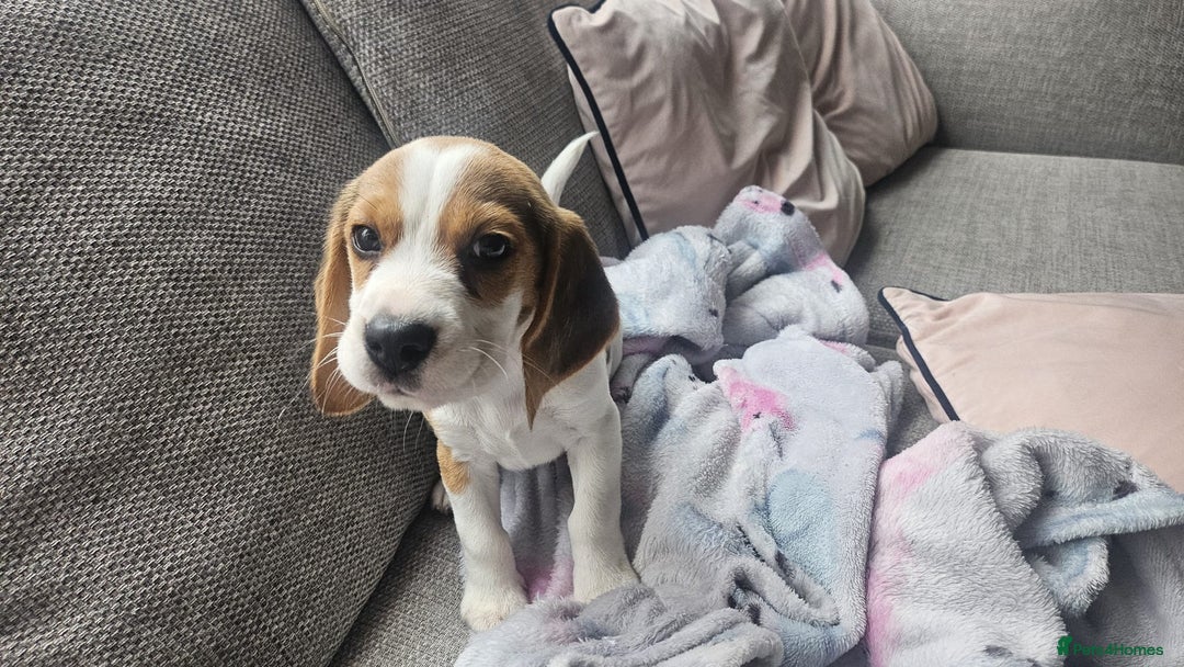 Beagle dogs for sale: KC Registered Pedigree Male Beagle Pup - Image 3
