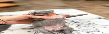 Italian Greyhound Male - Orange collar 