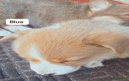 Welsh Corgi Pembroke dogs for sale: Uniquee Corgi - Image 5