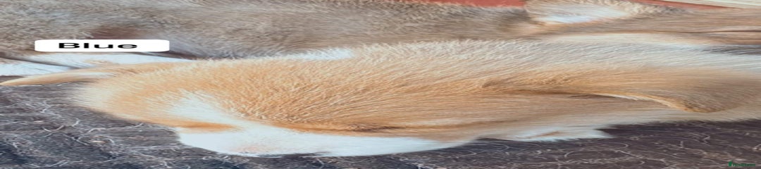 Welsh Corgi Pembroke Puppy 2
