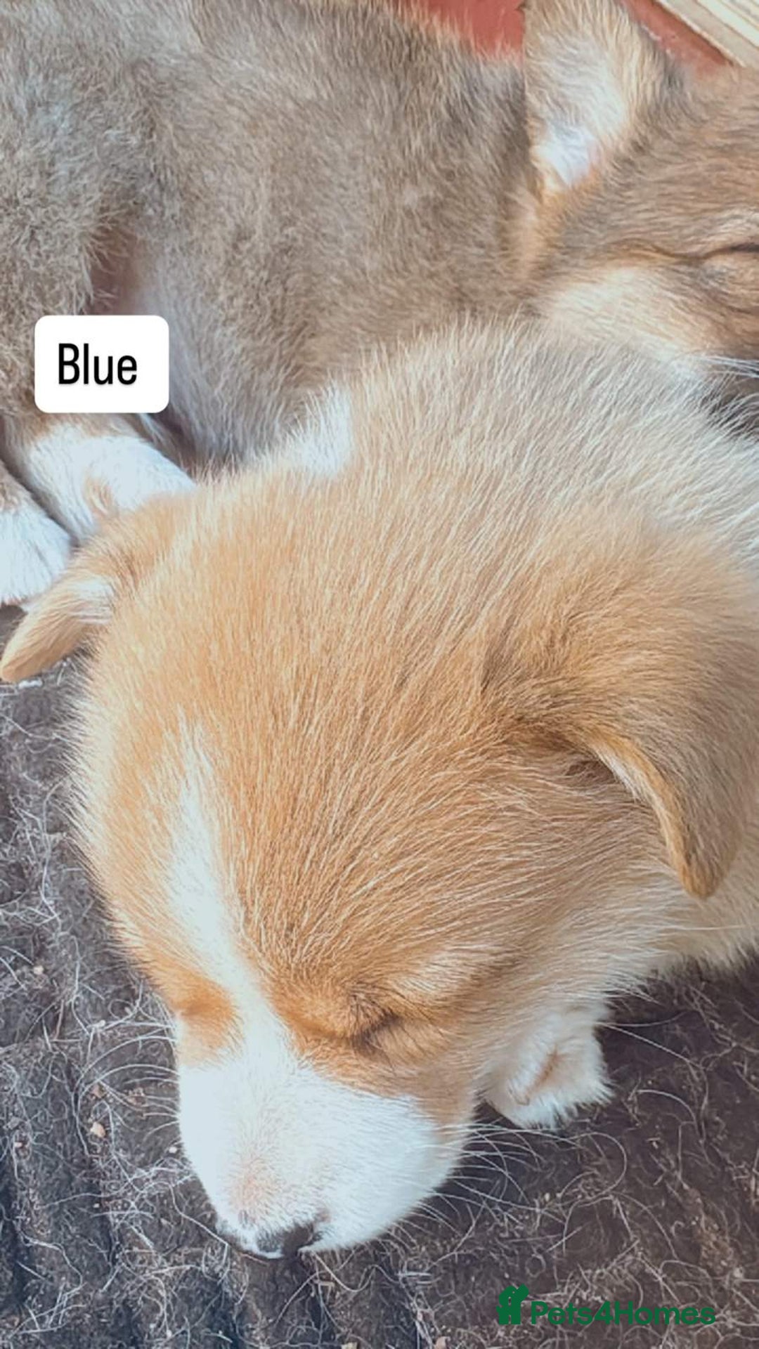 Welsh Corgi Pembroke dogs for sale: Uniquee Corgi - Image 5