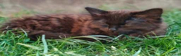 Mixed Breed cats for sale: Little cuties - Advert 8