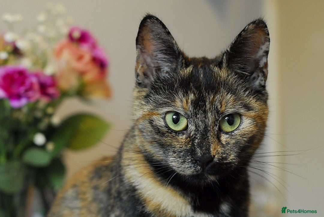 Siamese cats for sale: Mix cats tortoiseshell cat with Siamese cat  - Image 9