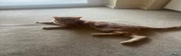 Mixed Breed cats for sale: Ginger Tabby Kitten – 5 Months Old in London - Advert 5