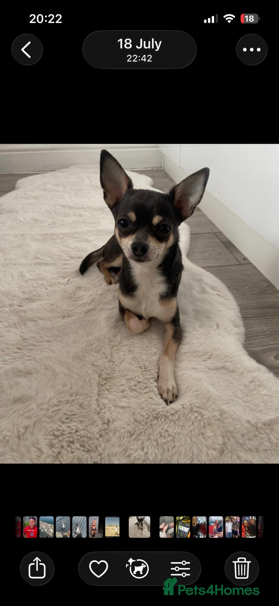 Chihuahua dogs  Stud chiuhua  - Advert 7