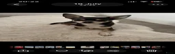 Chihuahua dogs for stud:  Stud chiuhua  - Advert 1