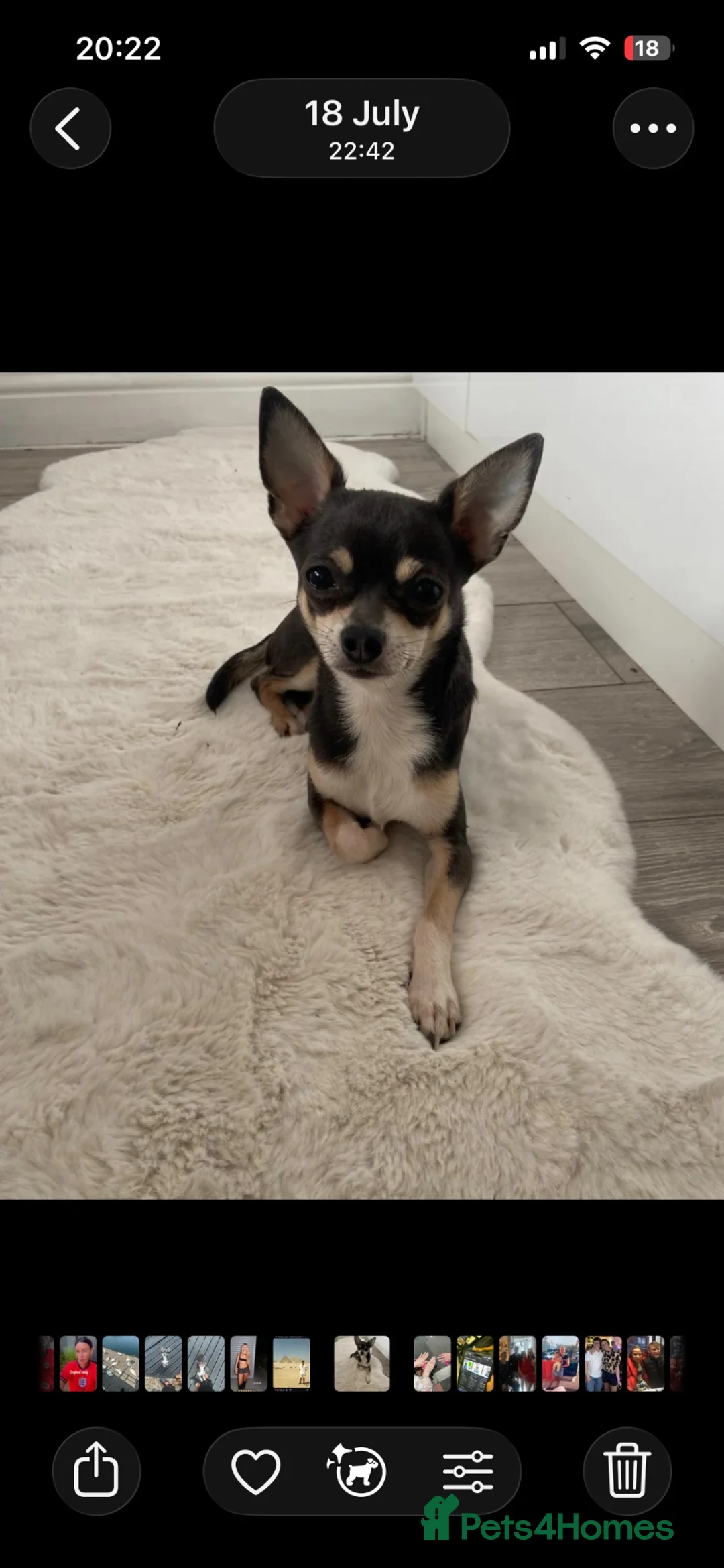 Chihuahua dogs for stud:  Stud chiuhua  - Advert 1