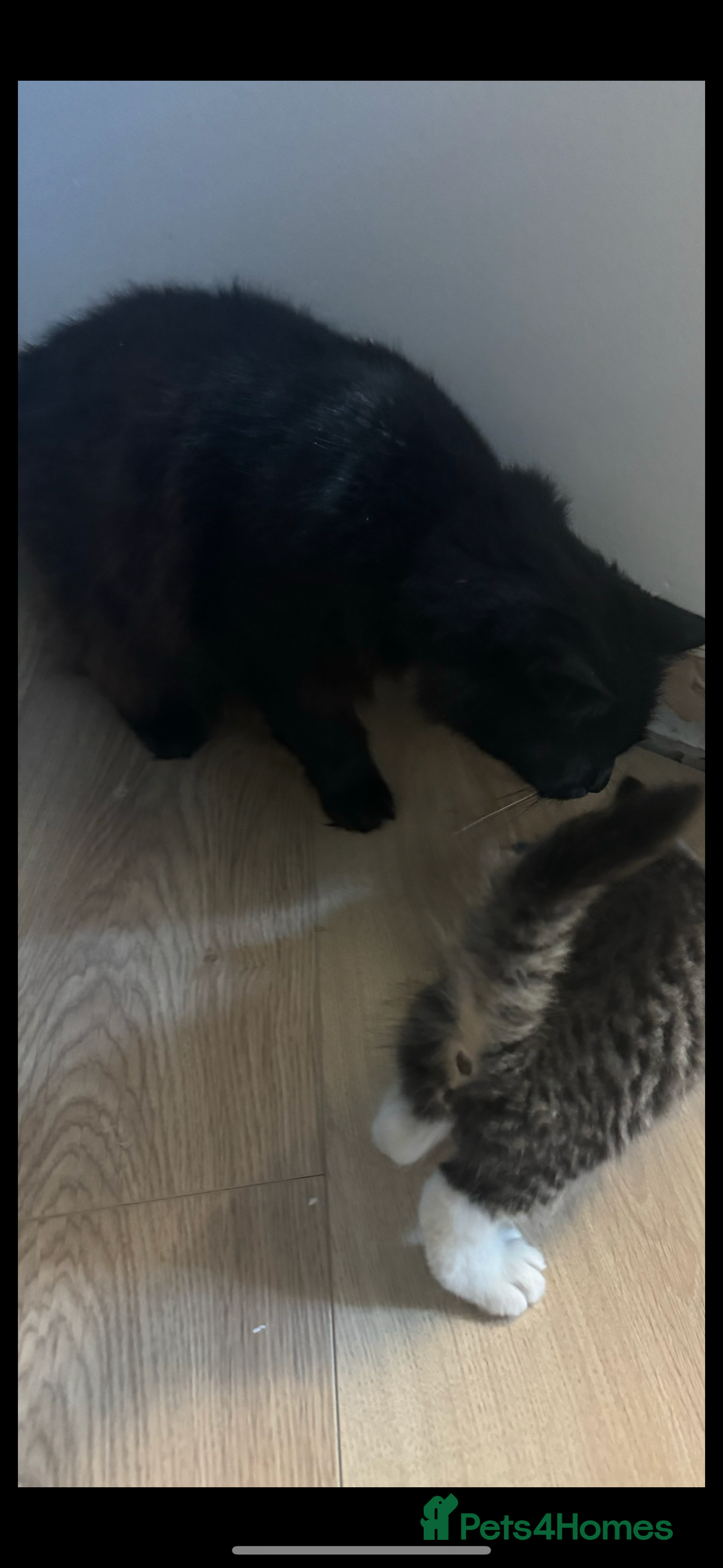 Mixed Breed cats for sale: Kittens needing loving homes  - Advert 29