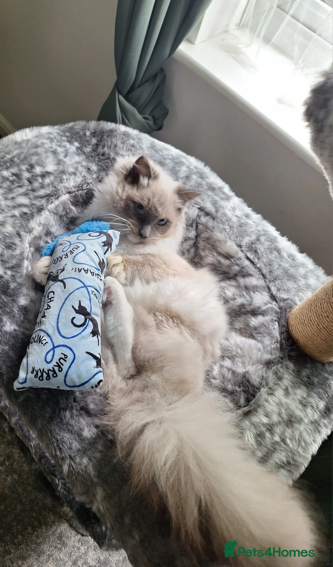 Ragdoll cats for sale: Male ragdoll cat - Advert 4