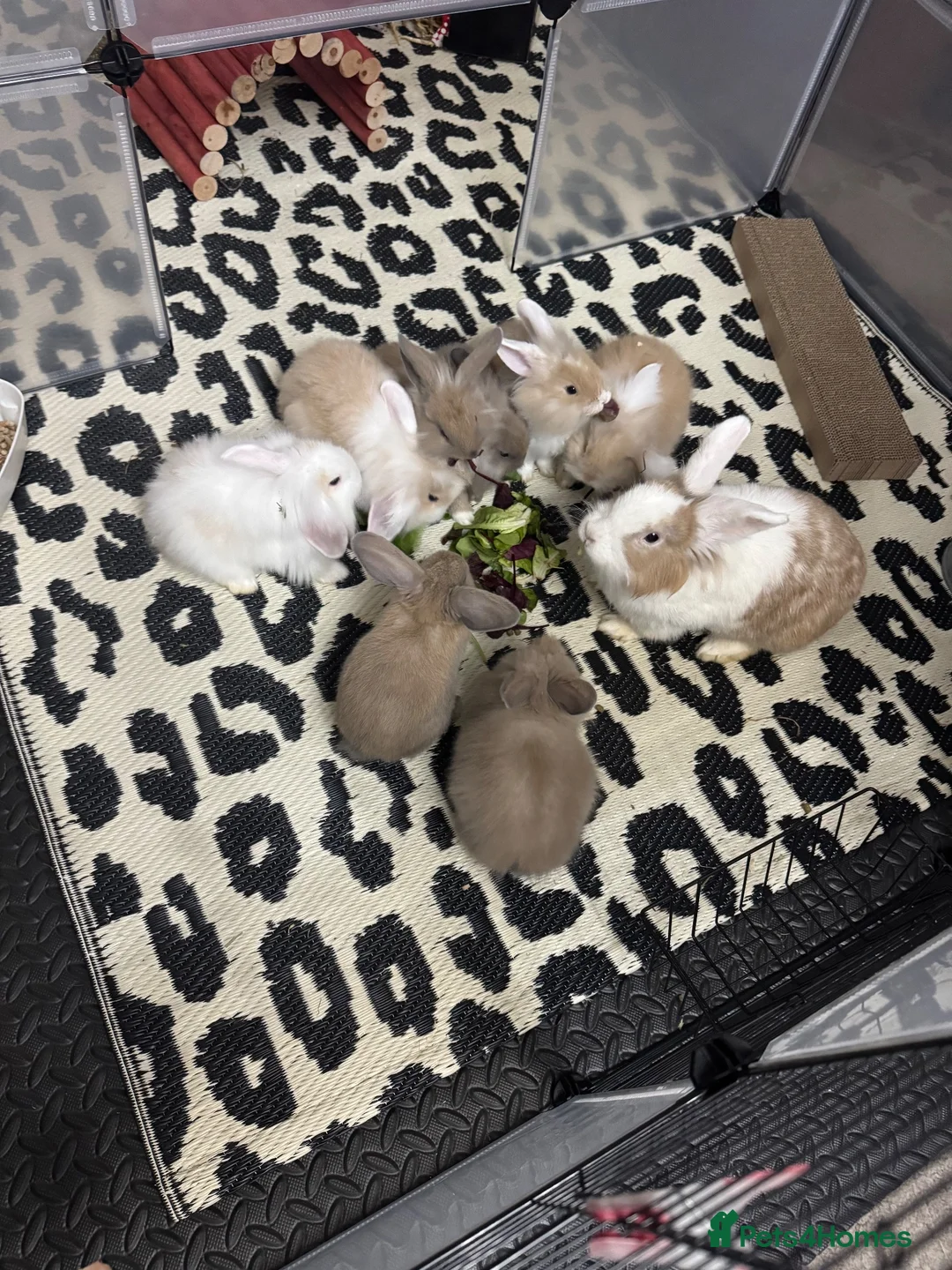 Mini Lion Lop rabbits for sale: Baby rabbits ready for new home in Merthyr Tydfil - Advert 2