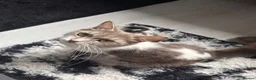 Mixed Breed cats for sale: We tabby babys - Advert 4