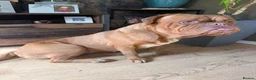 Dogue De Bordeaux dogs for sale: Dogue de Bordeux Girl  - Advert 6