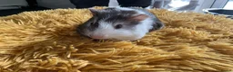 Guinea Pig rodents for sale: Georgeous Piggles - Advert 5