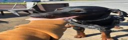 Dobermann dogs for sale: Doberman boy - Advert 2
