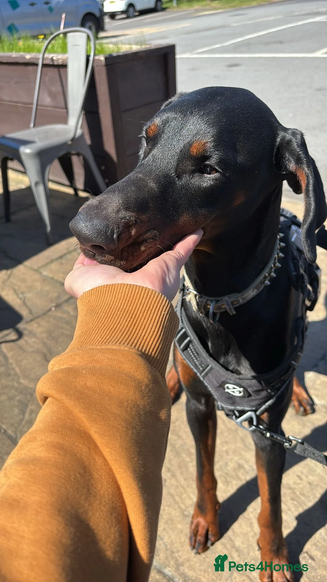 Dobermann dogs for sale: Doberman boy - Advert 2