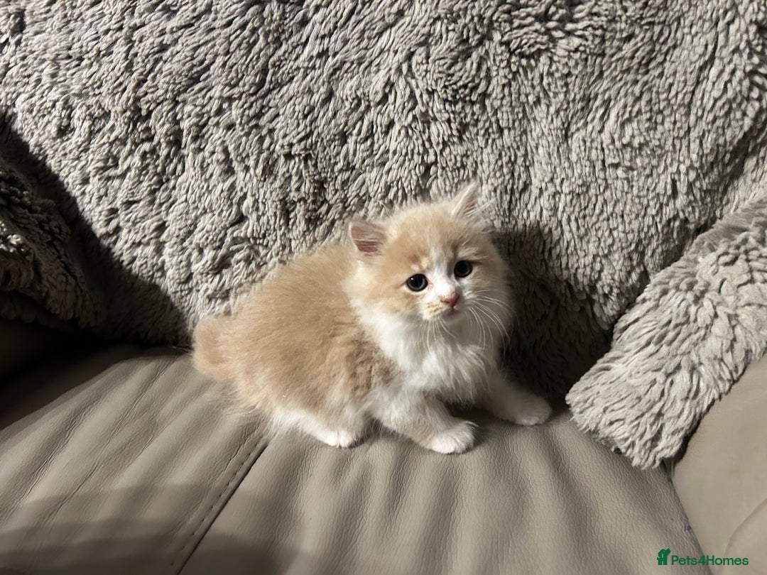 Persian cats for sale: Persian Cross Kittens ready to leave today  - Image 6