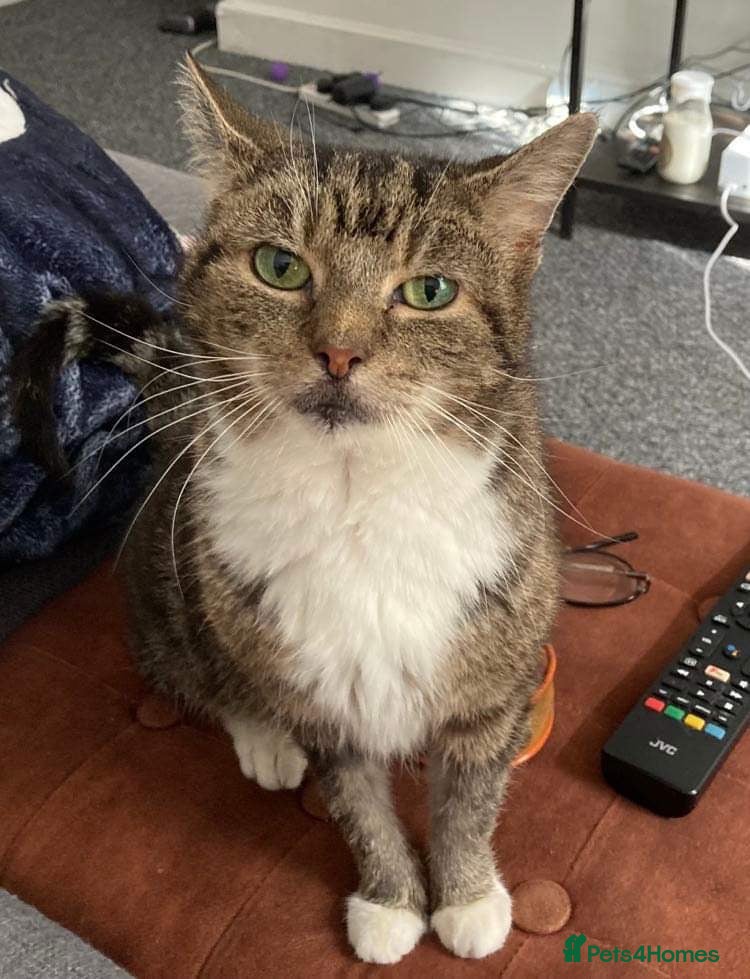 Mixed Breed cats Nancy - Advert 3