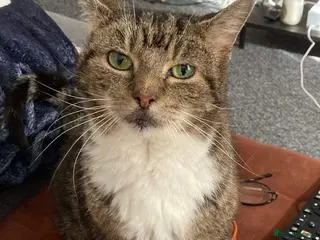 Mixed Breed cats Nancy - Advert 2