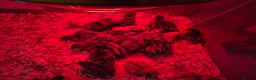 Quail poultry for sale: Day old coturnix quail chicks - Advert 2