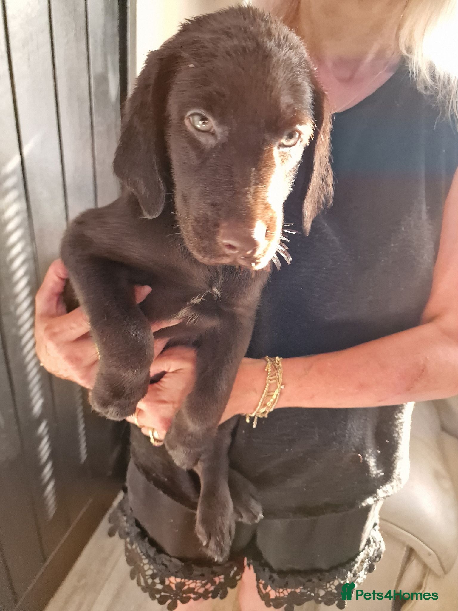 Labradoodle dogs Beautful home raised standard labradoodle puppies - Advert 10