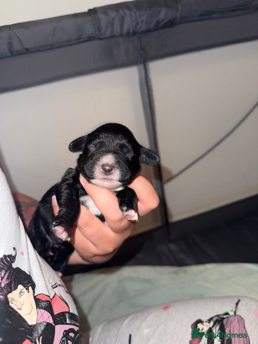 Cocker Spaniel dogs for sale: Cocker spaniel pups - Image 1