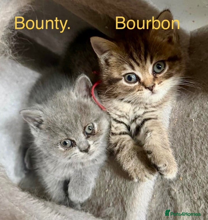 British Shorthair cats BSH mix Himalayan Persian  - Advert 10