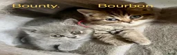 British Shorthair cats for sale: BSH mix Himalayan Persian  - Advert 1