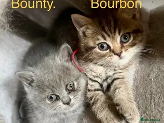 British Shorthair cats BSH mix Himalayan Persian - Advert 7