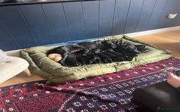 Springador dogs for sale: Gorgeous Springador Puppies Looking For New Homes  - Image 2