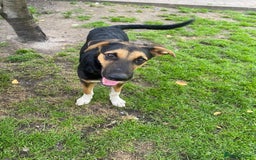 Mixed Breed dogs for adoption: 💙🐶 BRUNO 🐶💙 - Image 7