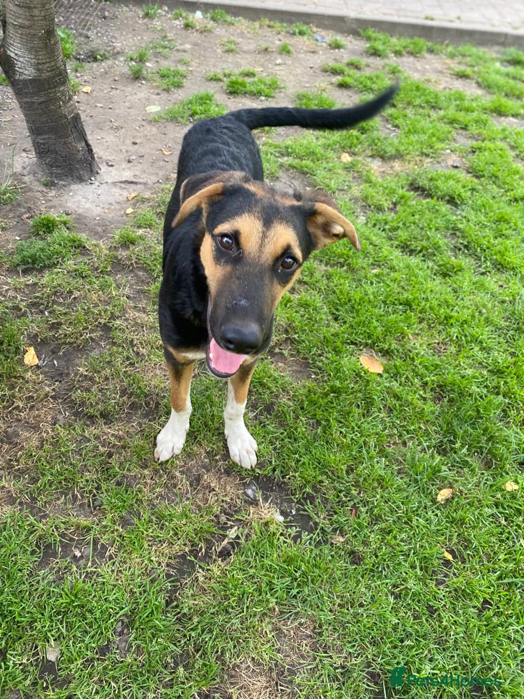 Mixed Breed dogs for adoption: 💙🐶 BRUNO 🐶💙 - Image 7