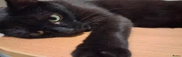 Mixed Breed cats for adoption: ADOPTION: Patissiere - Advert 2