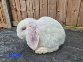 Mini Lop rabbits - Advert 13