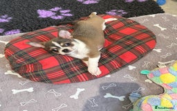 Chihuahua dogs for sale: Stunning chihuahua litter  - Image 4