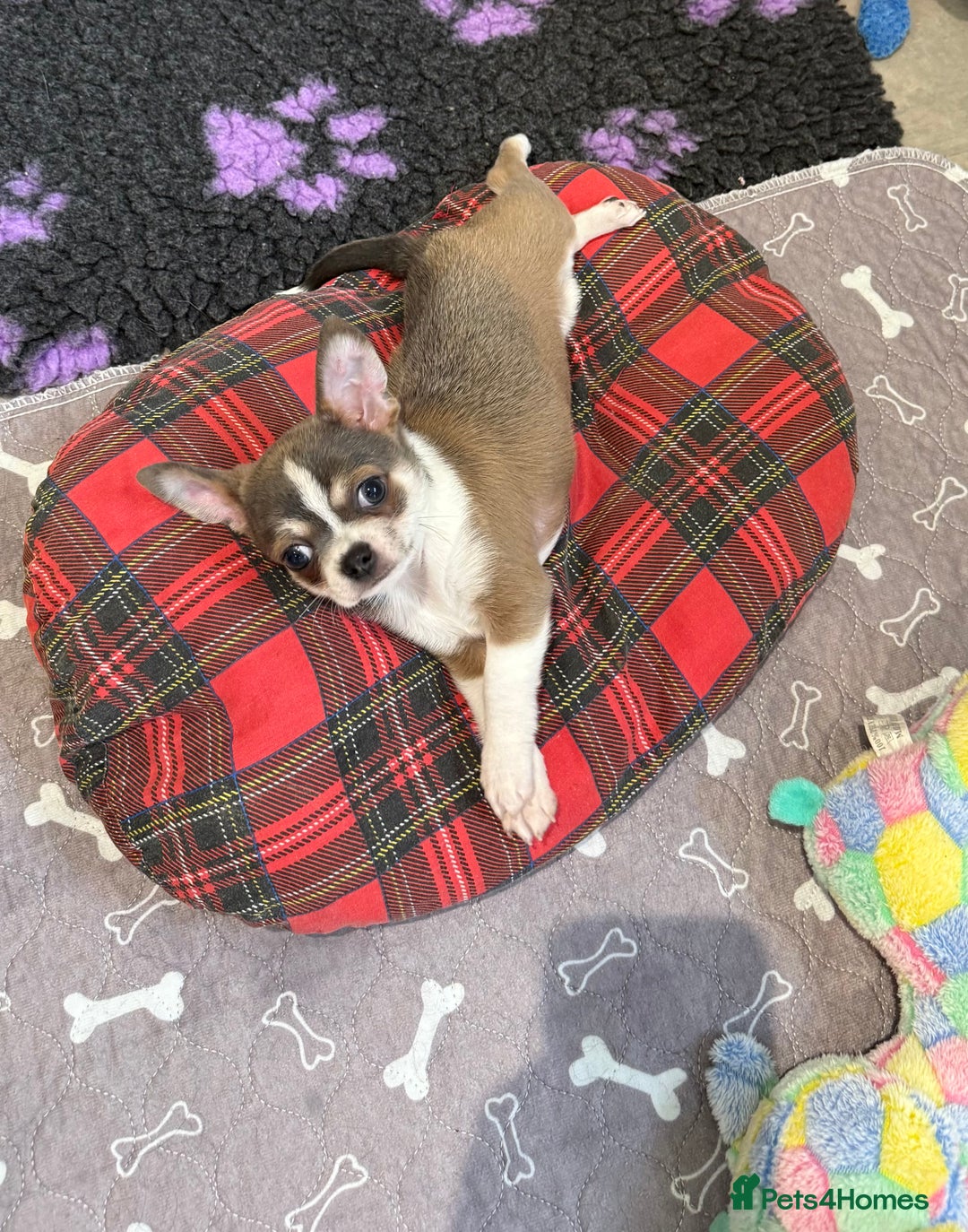 Chihuahua dogs for sale: Stunning chihuahua litter  - Image 4