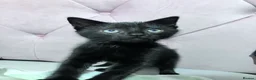 Mixed Breed cats for sale: Two black kittens ready for homes.   in Stoke-on-Trent - Advert 5