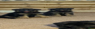 German Shepherd 2