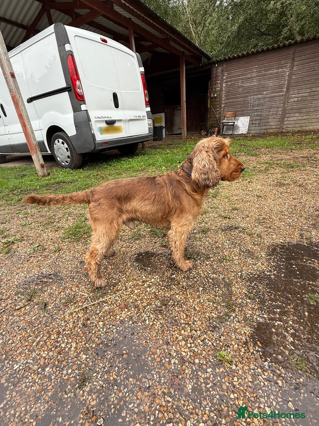 Cocker Spaniel dogs for stud: Gorgeous, KC reg Gold Sable Stud - Image 4