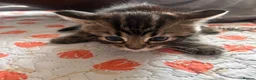 Mixed Breed cats for sale: Kittens  - Advert 21