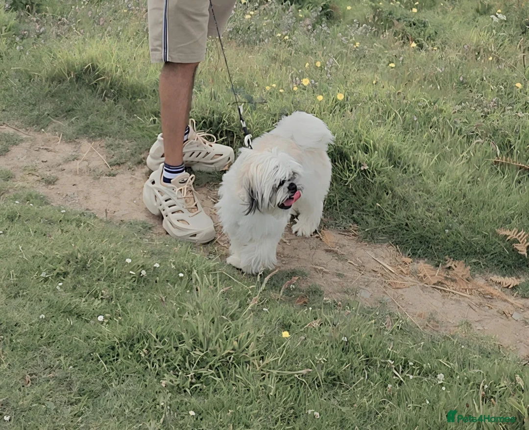 Shih Tzu dogs for sale: Murphy  - Advert 6