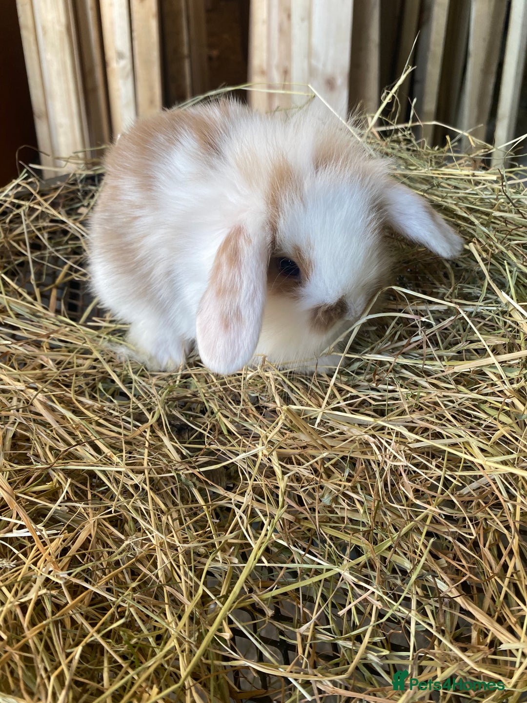 Lionhead rabbits for sale: Lion head x mini lop  - Image 13