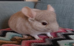 Chinchilla rodents for sale: Chinchilla babies beige boys - Image 2