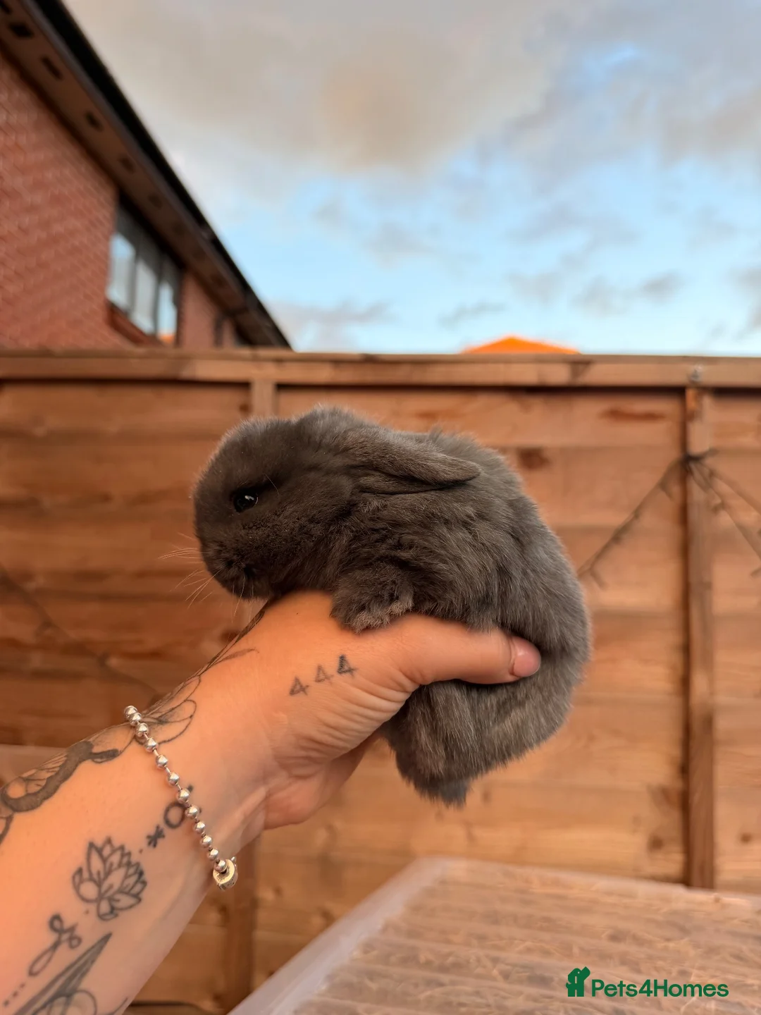 Mini Lop rabbits for sale: Mini Lop bunnies for sale - Advert 2
