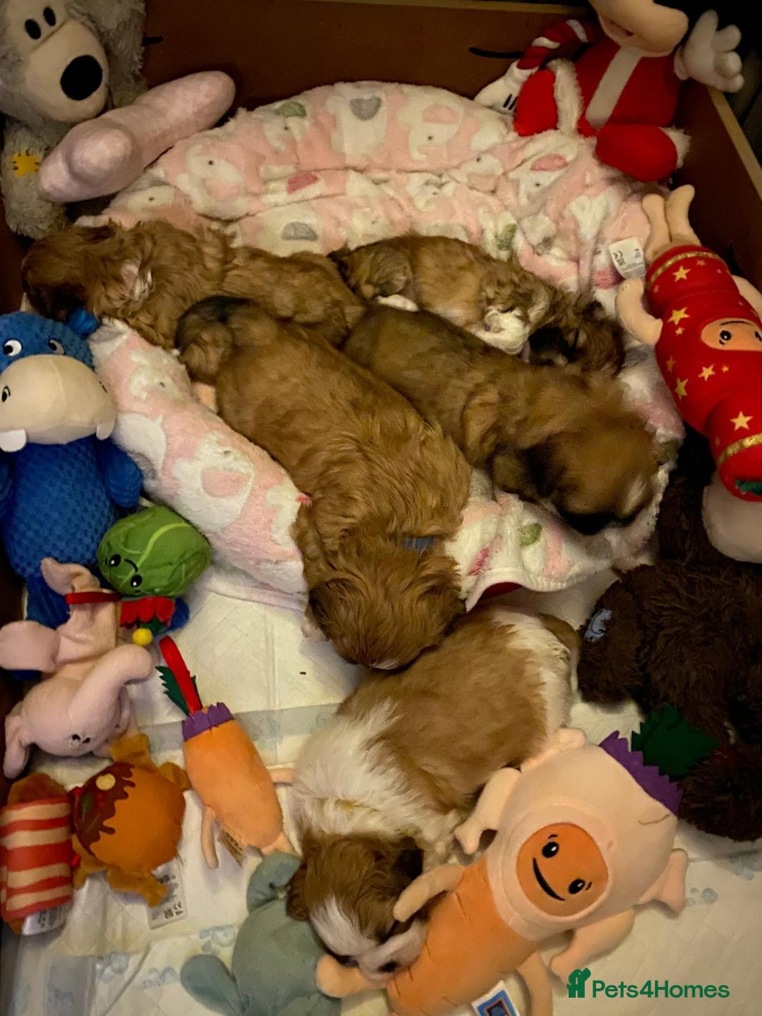 Shih Tzu dogs for sale: Adorable puppies  - Advert 6