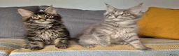 Maine Coon cats for sale: Maine coon kittens  - Advert 10